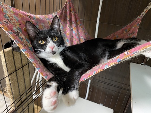 ながーい猫ちゃん