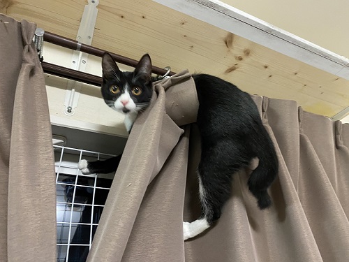 ながーい猫ちゃん