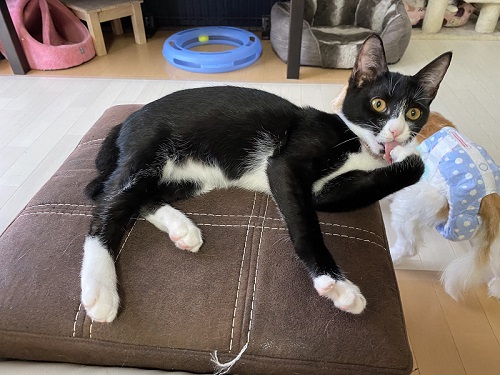 ながーい猫ちゃん