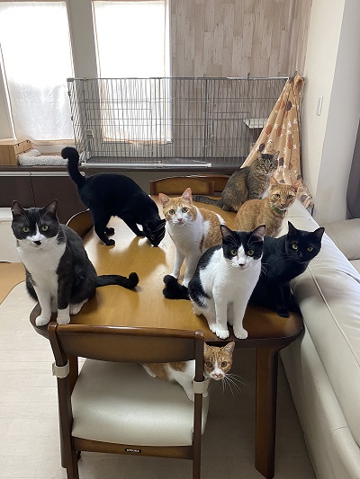 ながーい猫ちゃん