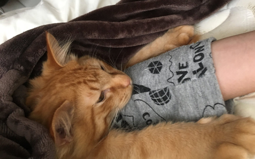 ぬっとなっている猫ちゃん