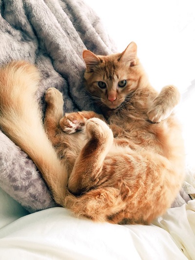 ぬっとなっている猫ちゃん