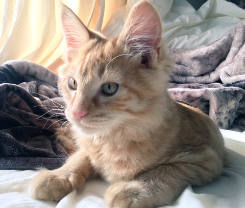 盛れた猫ちゃん