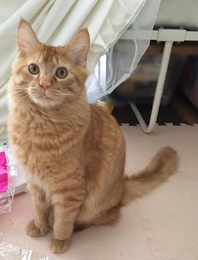 背中を向ける猫ちゃん