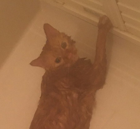 洗われた猫ちゃん顔アップ