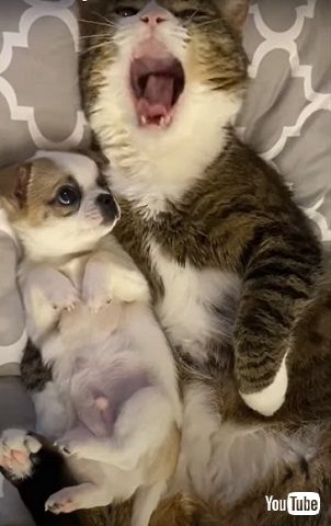猫と子犬