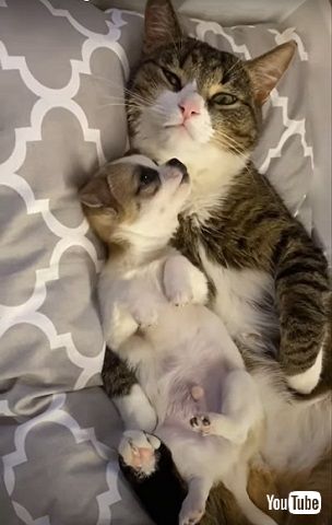 猫と子犬