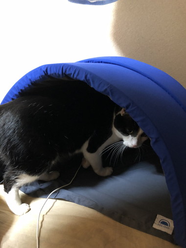 快眠ドームにネコちゃん