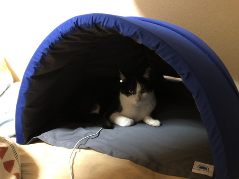 快眠ドームにネコちゃん