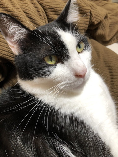 藤井さんのネコちゃん