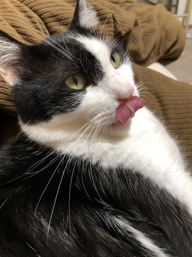 藤井さんのネコちゃん