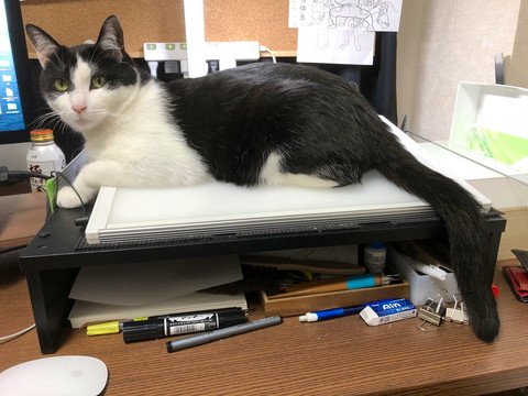 藤井さんのネコちゃん