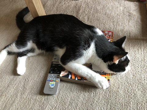 藤井さんのネコちゃん