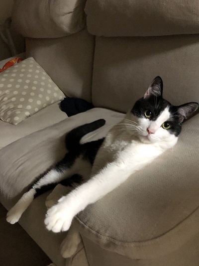 藤井さんのネコちゃん