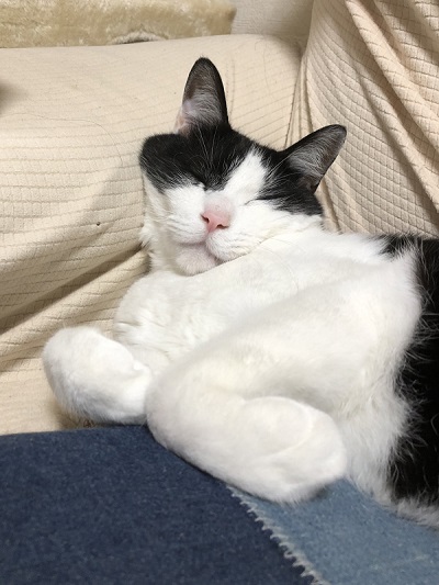 藤井さんのネコちゃん