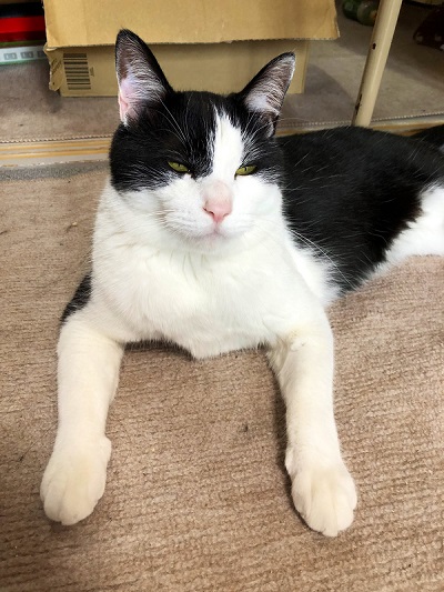 藤井さんのネコちゃん