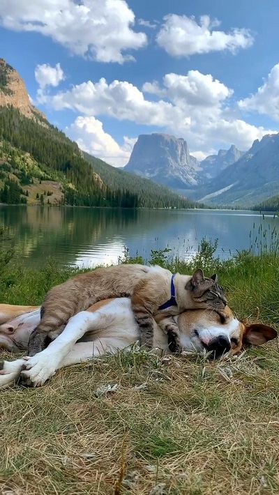 ヘンリーとバル―