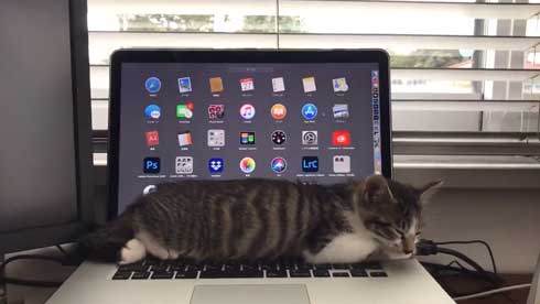 猫の呼吸 画面 切り替わる PC パソコン お昼寝 スリープ