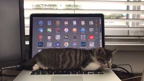 猫の呼吸 画面 切り替わる PC パソコン お昼寝 スリープ