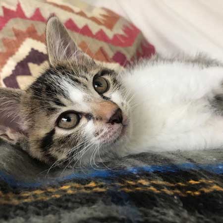 猫の呼吸 画面 切り替わる PC パソコン お昼寝 スリープ