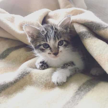 猫の呼吸 画面 切り替わる PC パソコン お昼寝 スリープ