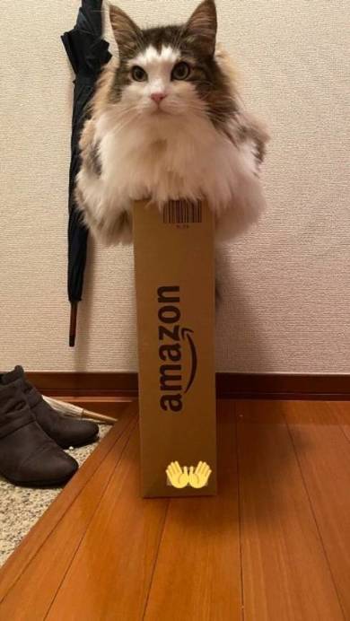 猫 ノルウェージャンフォレストキャット ダンボール