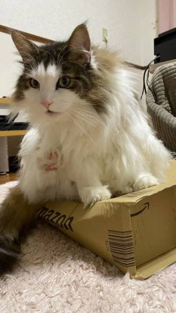 猫 ノルウェージャンフォレストキャット ダンボール