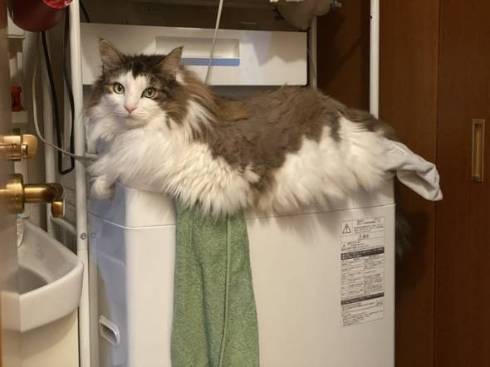 猫 ノルウェージャンフォレストキャット ダンボール