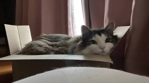 猫 ノルウェージャンフォレストキャット ダンボール