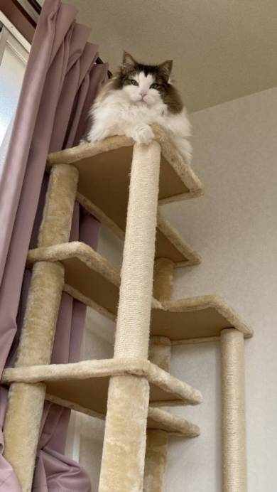 猫 ノルウェージャンフォレストキャット ダンボール