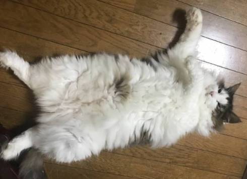 猫 ノルウェージャンフォレストキャット ダンボール