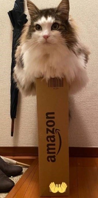 猫 ノルウェージャンフォレストキャット ダンボール