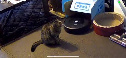 猫 ルンバ ジルちゃん