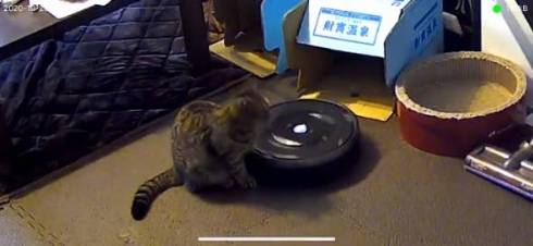 猫 ルンバ ジルちゃん