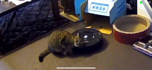 猫 ルンバ ジルちゃん