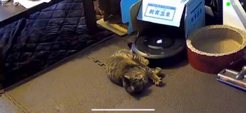 猫 ルンバ ジルちゃん