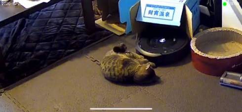 猫 ルンバ ジルちゃん