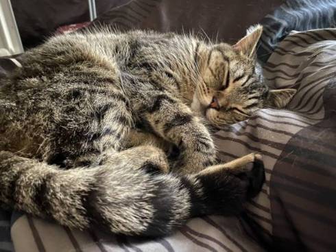 猫 ルンバ ジルちゃん