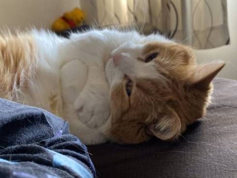 猫 ルンバ ジルちゃん ティモ君