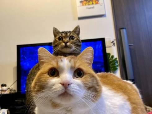 猫 ルンバ ジルちゃん