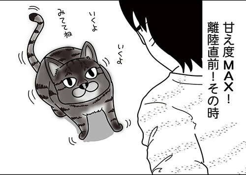 肩のり猫2