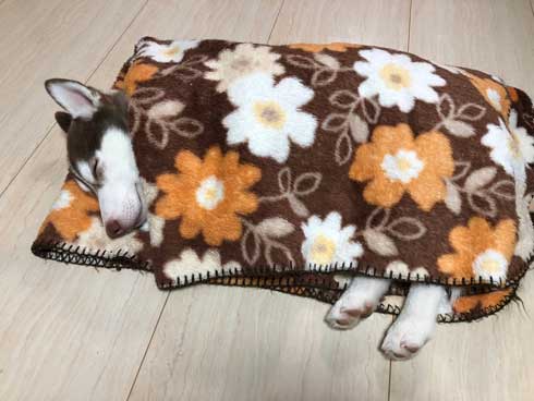 ハスキーの子犬