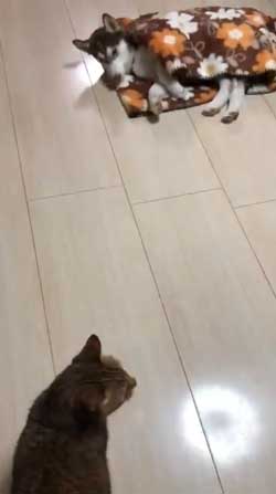 お布団 オフトゥン 理解 寝姿 ハスキー犬 子犬 ハマジ シルビア シャンテ