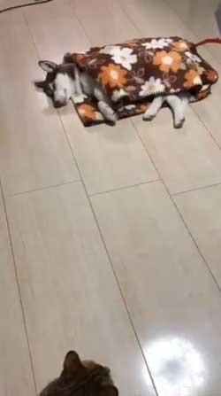 お布団 オフトゥン 理解 寝姿 ハスキー犬 子犬 ハマジ シルビア シャンテ