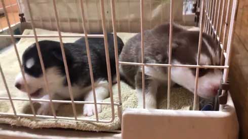 お布団 オフトゥン 理解 寝姿 ハスキー犬 子犬 ハマジ シルビア シャンテ