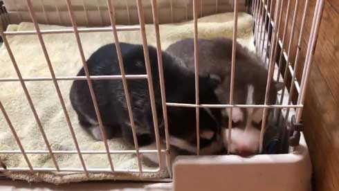 お布団 オフトゥン 理解 寝姿 ハスキー犬 子犬 ハマジ シルビア シャンテ