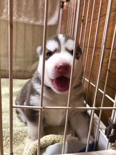 お布団 オフトゥン 理解 寝姿 ハスキー犬 子犬 ハマジ シルビア シャンテ