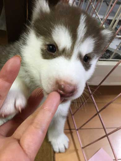 お布団 オフトゥン 理解 寝姿 ハスキー犬 子犬 ハマジ シルビア シャンテ
