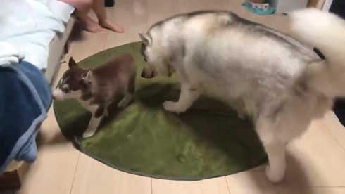 お布団 オフトゥン 理解 寝姿 ハスキー犬 子犬 ハマジ シルビア シャンテ