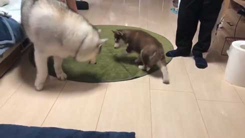 お布団 オフトゥン 理解 寝姿 ハスキー犬 子犬 ハマジ シルビア シャンテ